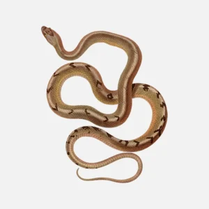 Cuban Racer Snake