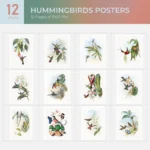 Hummingbirds Posters Collection