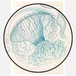 Leptomedusae Faltenquallen Jellyfish