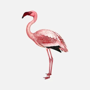 Lesser Flamingo