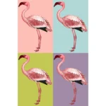 Lesser Flamingo