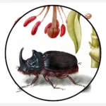 Scarlet Turk's Cap, Rhinoceros Beetle and Pomegranate Poster