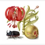 Scarlet Turk's Cap, Rhinoceros Beetle and Pomegranate Poster