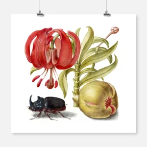 Scarlet Turk's Cap, Rhinoceros Beetle and Pomegranate Poster