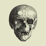 Skull Anterior View Line Drawing Vector