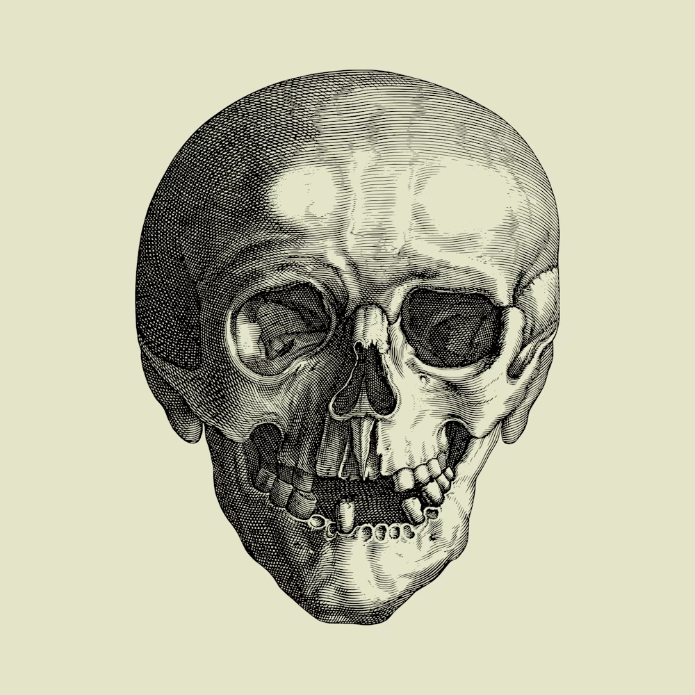 Skull Anterior View Line Drawing Vector
