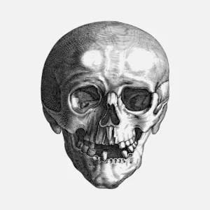 Skull Anterior View Line Drawing Vector