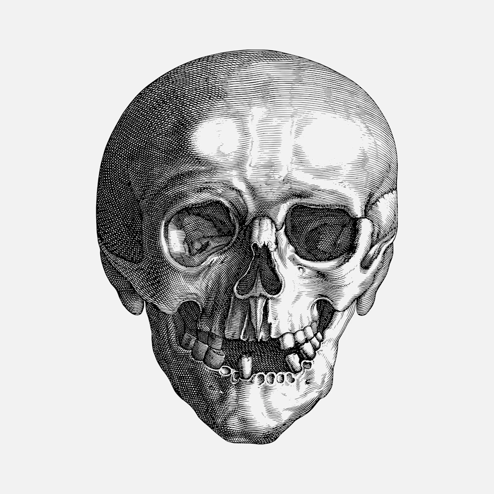Skull Anterior View Line Drawing Vector