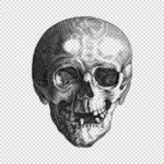 Skull Anterior View Line Drawing Vector