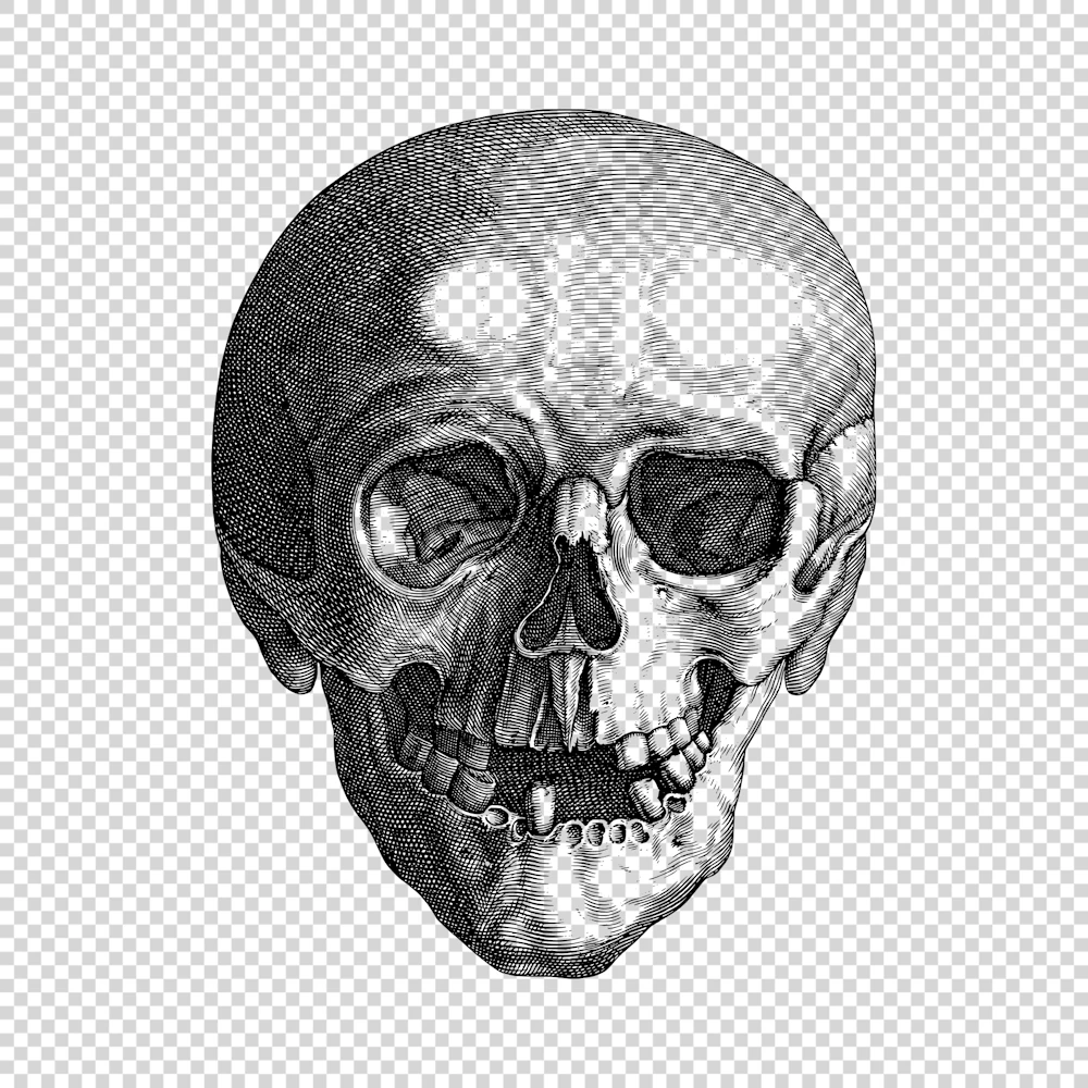 Skull Anterior View Line Drawing Vector