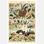 Species of Birds Poster