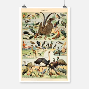 Species of Birds Poster