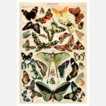 Species of Butterflies and Moths Poster