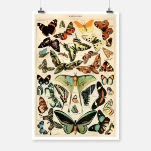 Species of Butterflies and Moths Poster