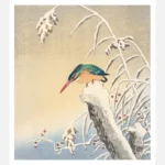 Winter Kingfisher Poster