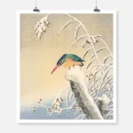 Winter Kingfisher Poster