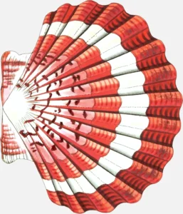 Mediterranean Scallop Shell