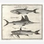 A Variety of Fish Including the Catfish Poster