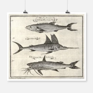 A Variety of Fish Including the Catfish Poster