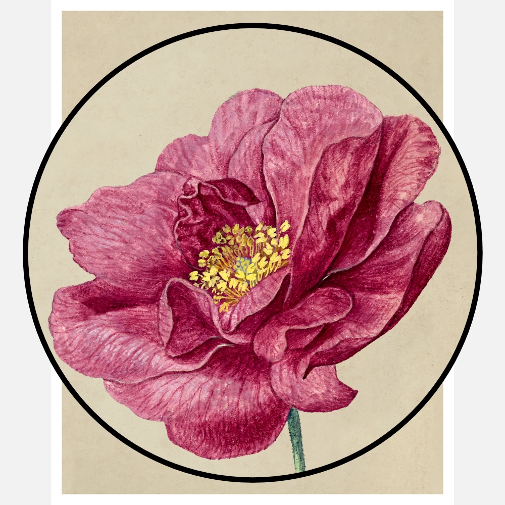 A Sheet of Studies with French Roses and an Oxeye Daisy Poster