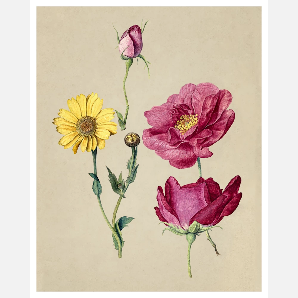 A Sheet of Studies with French Roses and an Oxeye Daisy Poster
