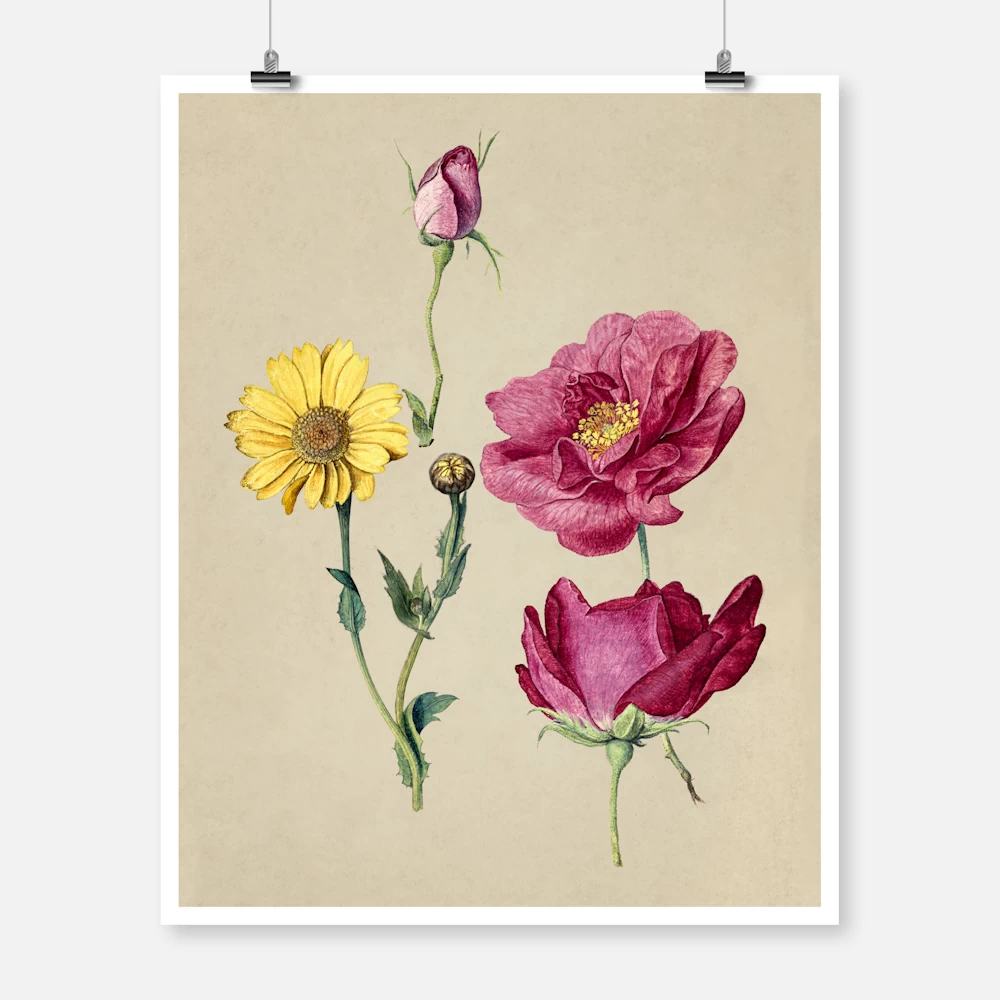 A Sheet of Studies with French Roses and an Oxeye Daisy Poster