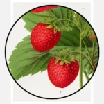 Aardbezien Strawberries Poster