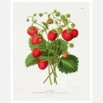 Aardbezien Strawberries Poster