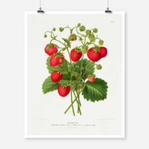 Aardbezien Strawberries Poster