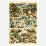 Amphibians and Reptiles Poster