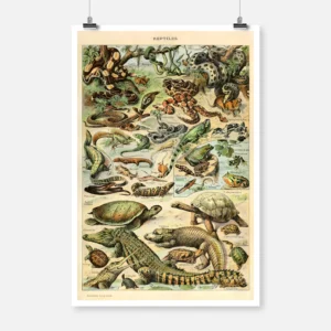 Amphibians and Reptiles Poster