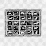 Animals Including a Unicorn and Dragon Vector