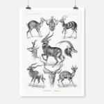 Antilopina-Antilopen Antelopes Poster