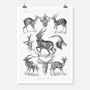 Antilopina-Antilopen Antelopes Poster