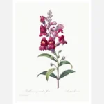 Antirrhinum Snapdragon Flower Poster