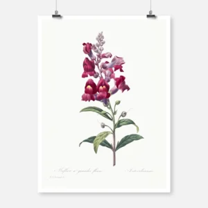 Antirrhinum Snapdragon Flower Poster