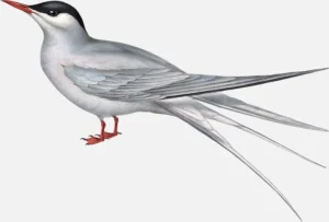 Arctic Tern