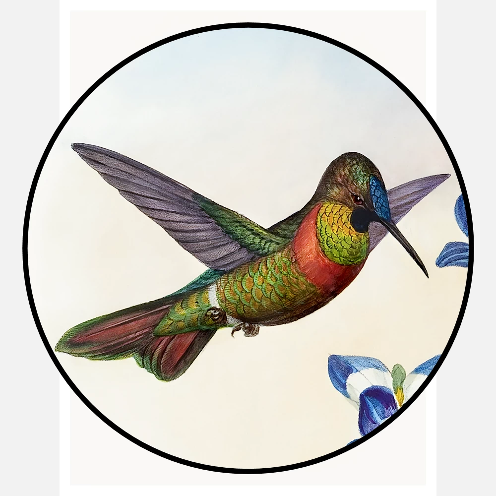 Banded Ruby or Gould's Ruby Hummingbird