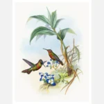 Banded Ruby or Gould's Ruby Hummingbird