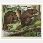 Beaver Poster