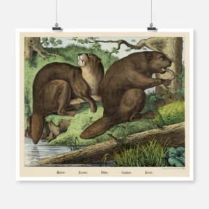 Beaver Poster