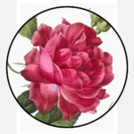 Blood Red Bengal Rose Poster