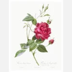 Blood Red Bengal Rose Poster