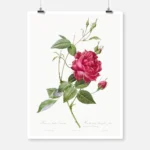 Blood Red Bengal Rose Poster