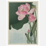 Blooming Lotus Flowers Poster