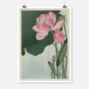 Blooming Lotus Flowers Poster