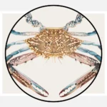 Blue Crab Poster