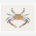 Blue Crab Poster