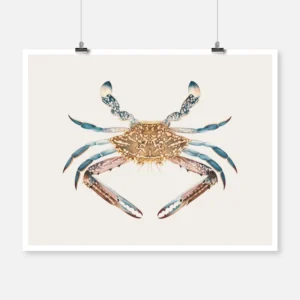 Blue Crab Poster