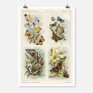 Butterflies Poster